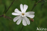 Red Campion (Silene dioica)