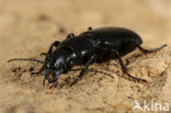 Broscus cephalotes