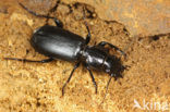 Broscus cephalotes