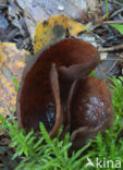 Toad’s ear (Otidea bufonia)