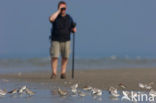 Drieteenstrandloper (Calidris alba)