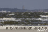 Drieteenstrandloper (Calidris alba)