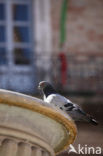 Pigeon (Columba spec.)