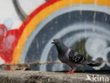 Pigeon (Columba spec.)