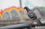 Pigeon (Columba spec.)