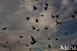 Pigeon (Columba spec.)