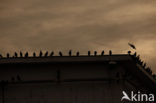 Pigeon (Columba spec.)