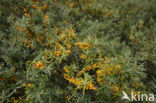 Sea-buckthorn (Hippophae rhamnoides)