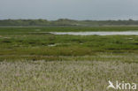 Duinen van Oostvoorne