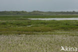 Duinen van Oostvoorne