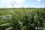 Echte heemst (Althaea officinalis) 