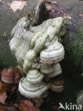 Echte tonderzwam (Fomes fomentarius)