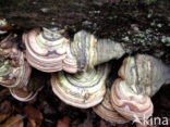 Echte tonderzwam (Fomes fomentarius)