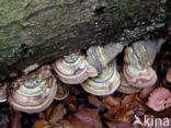 Echte tonderzwam (Fomes fomentarius)