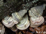 Echte tonderzwam (Fomes fomentarius)