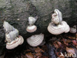 Echte tonderzwam (Fomes fomentarius)