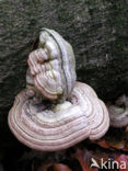 Echte tonderzwam (Fomes fomentarius)