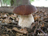 Eekhoorntjesbrood (Boletus edulis)