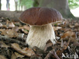 Eekhoorntjesbrood (Boletus edulis)