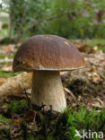 Eekhoorntjesbrood (Boletus edulis)