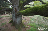 Eik (Quercus)