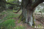 Oak (Quercus)