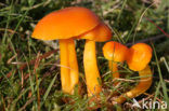Butter Waxcap (Hygrocybe ceracea)