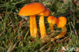 Butter Waxcap (Hygrocybe ceracea)
