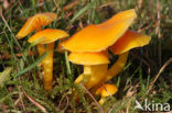 Butter Waxcap (Hygrocybe ceracea)