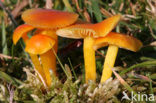 Butter Waxcap (Hygrocybe ceracea)
