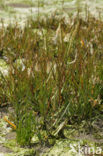 Townsend’s Cord-grass (Spartina anglica)