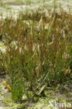 Engels slijkgras (Spartina anglica)