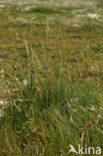 Townsend’s Cord-grass (Spartina anglica)