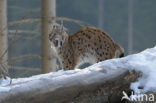 Euraziatische lynx (Lynx lynx) 