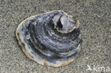 Europese platte oester (Ostrea edulis)