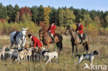 Foxhound (Canis domesticus)