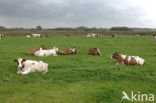 red-and-white Cow (Bos domesticus)