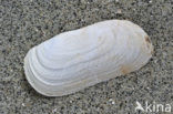 Oblong Otter-shell (Lutraria magna)