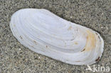 Oblong Otter-shell (Lutraria magna)