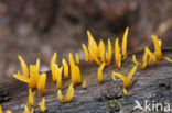 Geel hoorntje (Calocera cornea)