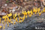 Geel hoorntje (Calocera cornea)