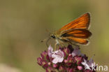 Geelsprietdikkopje (Thymelicus sylvestris)