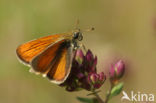 Geelsprietdikkopje (Thymelicus sylvestris)