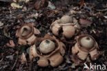 Collared Earthstar (Geastrum triplex)