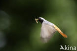 Common Redstart (Phoenicurus phoenicurus)