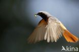 Common Redstart (Phoenicurus phoenicurus)