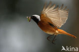 Common Redstart (Phoenicurus phoenicurus)