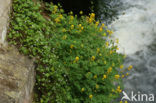 Yellow Corydalis (Pseudofumaria lutea)