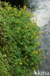 Yellow Corydalis (Pseudofumaria lutea)