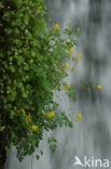 Yellow Corydalis (Pseudofumaria lutea)